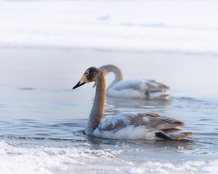 Whooper swans Cygnus cygnus swim on the water, close-up