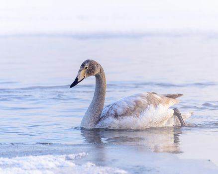 Whooper swans Cygnus cygnus swim on the water, close-up