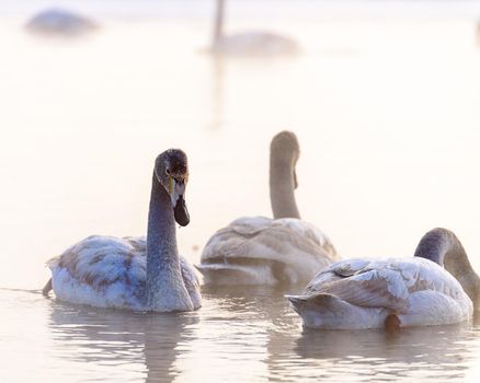 Whooper swans Cygnus cygnus swim on the water, close-up