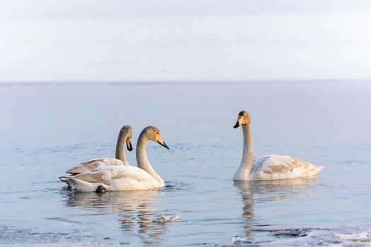 Whooper swans Cygnus cygnus swim on the water, close-up