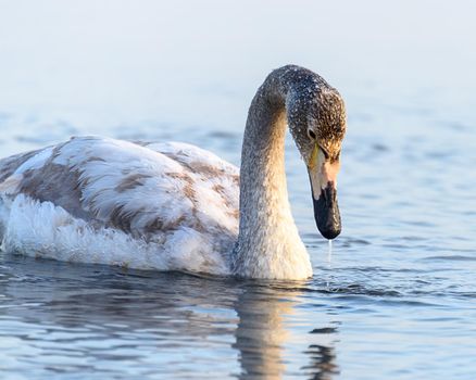 Whooper swans Cygnus cygnus swim on the water, close-up