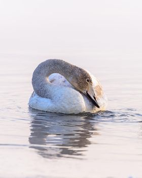 Whooper swans Cygnus cygnus swim on the water, close-up