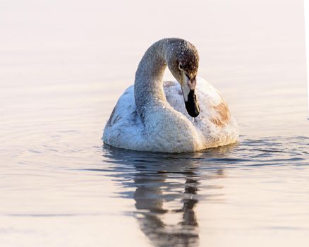 Whooper swans Cygnus cygnus swim on the water, close-up