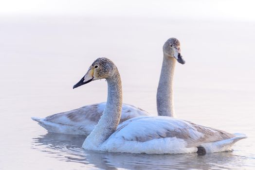 Whooper swans Cygnus cygnus swim on the water, close-up