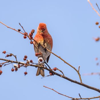 pinicola enucleator bird, female, on a branch with berries, close-up