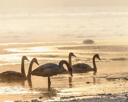 Swans on the water, illuminated by the light of the sunset