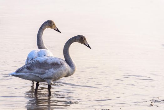 Whooper swans Cygnus cygnus swim on the water, close-up