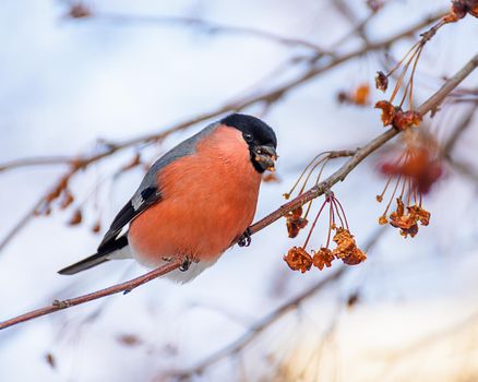 Bullfinch bird sitting on a branch with berries, close-up