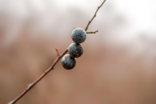 a fresh tasty berry fruit at a bush in autumn