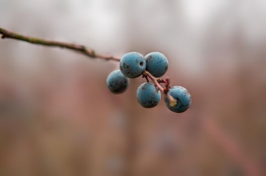 a fresh tasty berry fruit at a bush in autumn