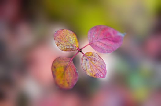 a nice colourful leaf at a bush in autumn