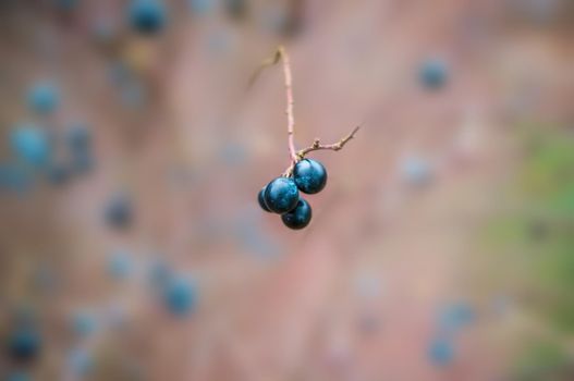 a fresh tasty berry fruit at a bush in autumn