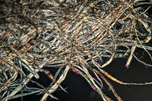 Paper fibers under the microscope 100x
