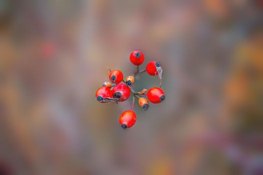 a fresh tasty berry fruit at a bush in autumn