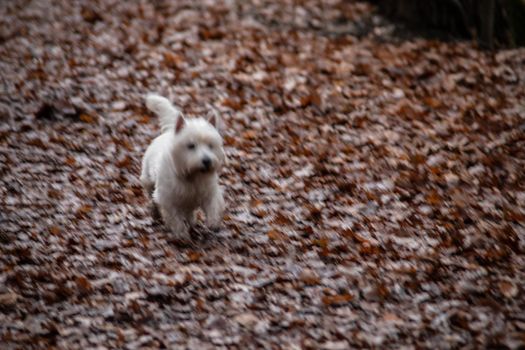 white little dog quickly runs