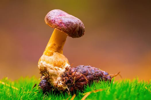 a tasty fungus in multi colored autumn forest