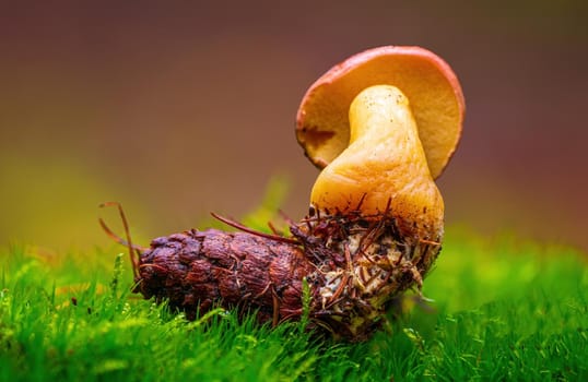 a tasty fungus in multi colored autumn forest