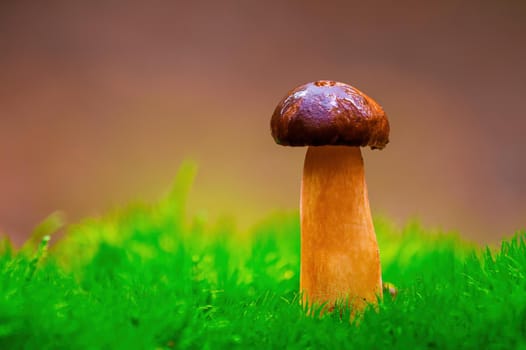 a tasty fungus in multi colored autumn forest