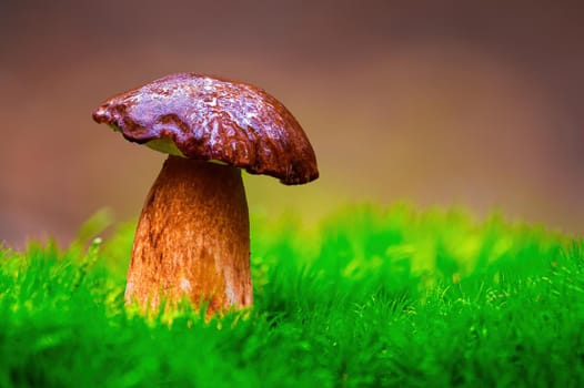 a tasty fungus in multi colored autumn forest