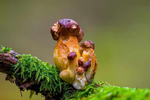 a tasty fungus in multi colored autumn forest