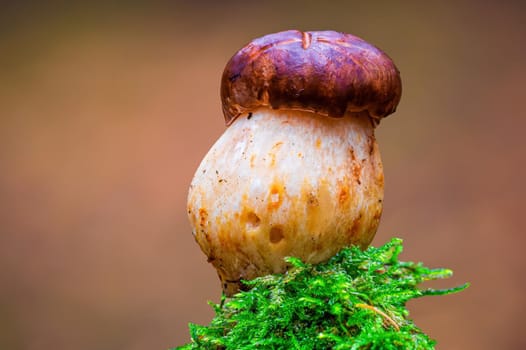 a tasty fungus in multi colored autumn forest
