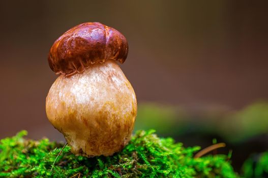 a tasty fungus in multi colored autumn forest