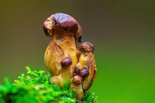 a tasty fungus in multi colored autumn forest