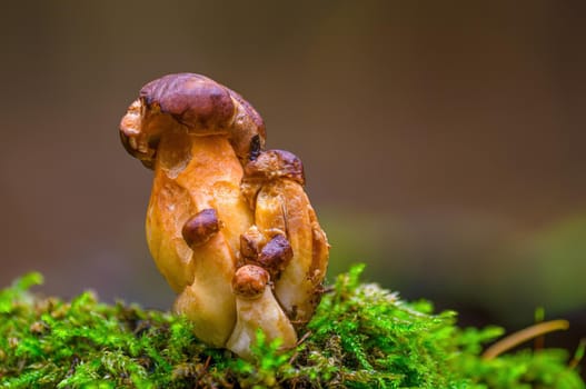 a tasty fungus in multi colored autumn forest