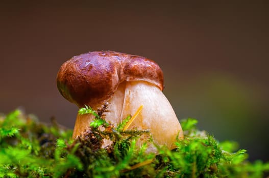 a tasty fungus in multi colored autumn forest