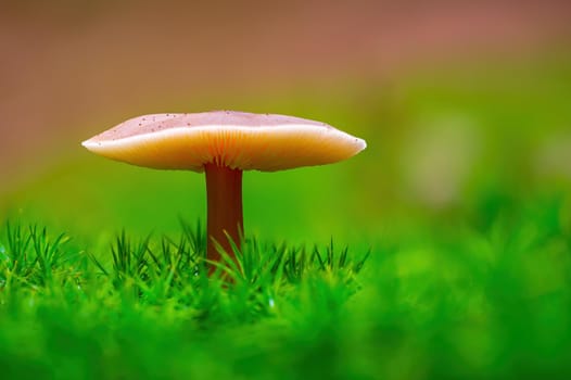a tasty fungus in multi colored autumn forest