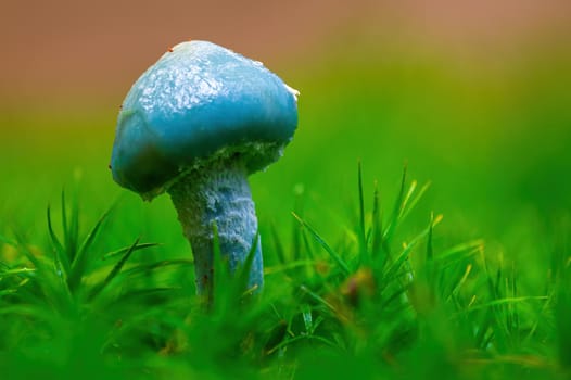 a tasty fungus in multi colored autumn forest