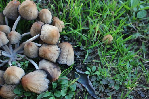 Mushroom boletus edilus. Popular white Boletus mushrooms in forest. Close up beautiful bunch of mushrooms in the grass background texture.