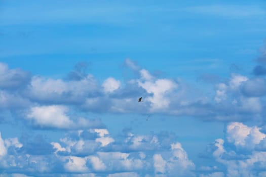 Bird flying on clear blue sky heap white cloud over on sea