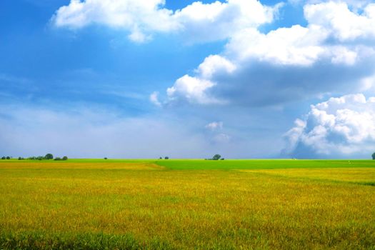 beautiful agriculture jasmine rice field in the morning dark blue sky white cloud in rainy