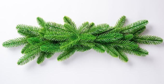 Christmas holiday garland fir tree border branch