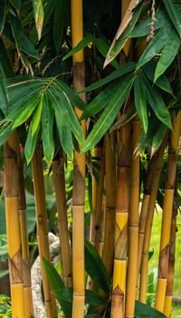 Bamboo tree bush vertical photograph