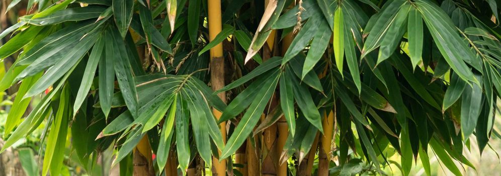 Bamboo tree bush and leaves horizontal photograph