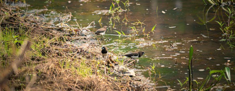 A small flock of birds eating green leaves in muddy waters.