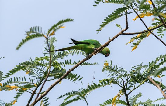 Common green parakeet in Sri Lanka eating while perched on a tree branch