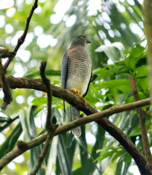The Shikra is a small predatorial bird, perched and resting under the shade of the forest.