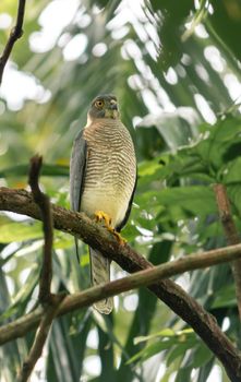 The Shikra is a small predatorial bird, perched and resting under the shade of the forest.