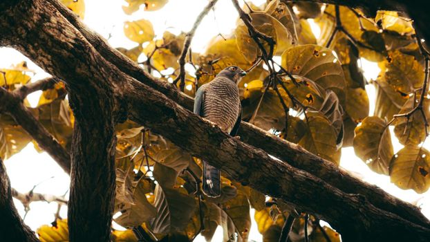 The Shikra is a small predatorial bird, perched and resting under the shade of the forest.