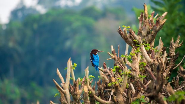 White-throated Kingfisher landscape serene scenery early morning hunting, paradise island.