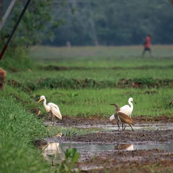 Various egret species in a paddy field together create a beautiful harmony.