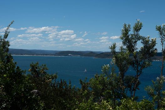 The palm beach of Sydney Australia with beautiful clear sky.