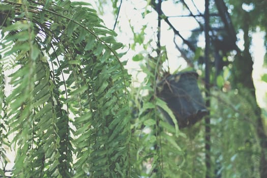 fern leaves plant decorating in garden