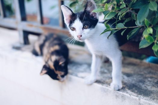 adorable cat kitten on fence