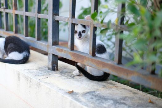 adorable cat kitten on fence