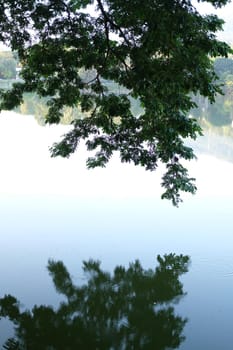 tree and reflection on lake pond