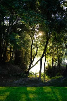 morning sunlight through tree. lake pond in park.